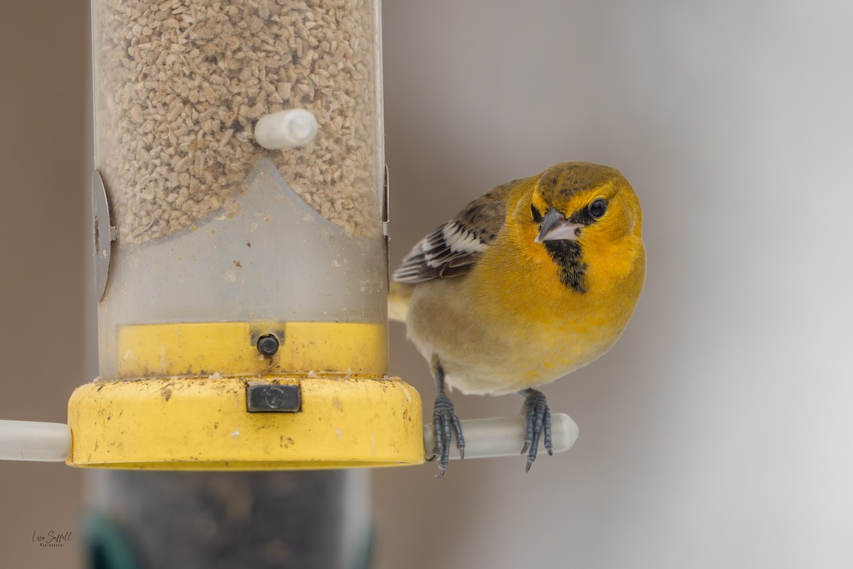 Bullock's Oriole - ML646310011