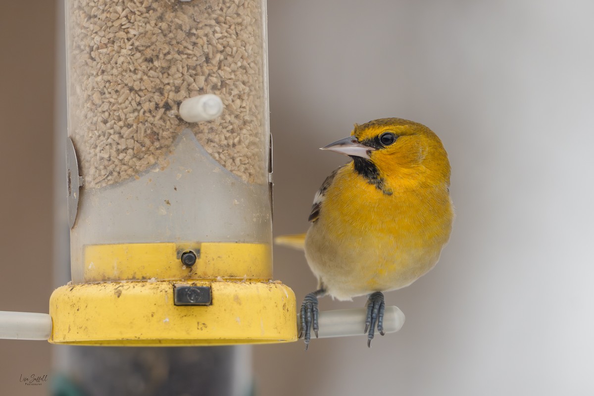 Bullock's Oriole - ML646310012