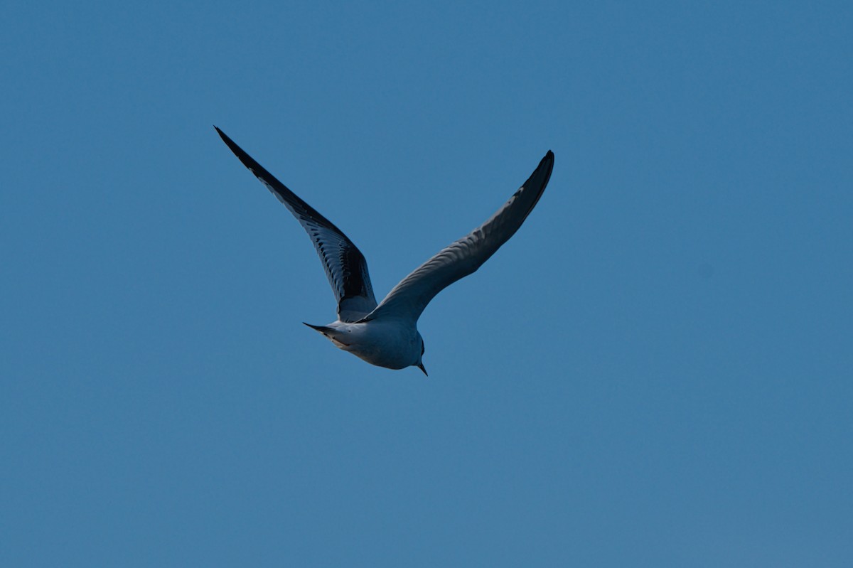Little Gull - ML646310013