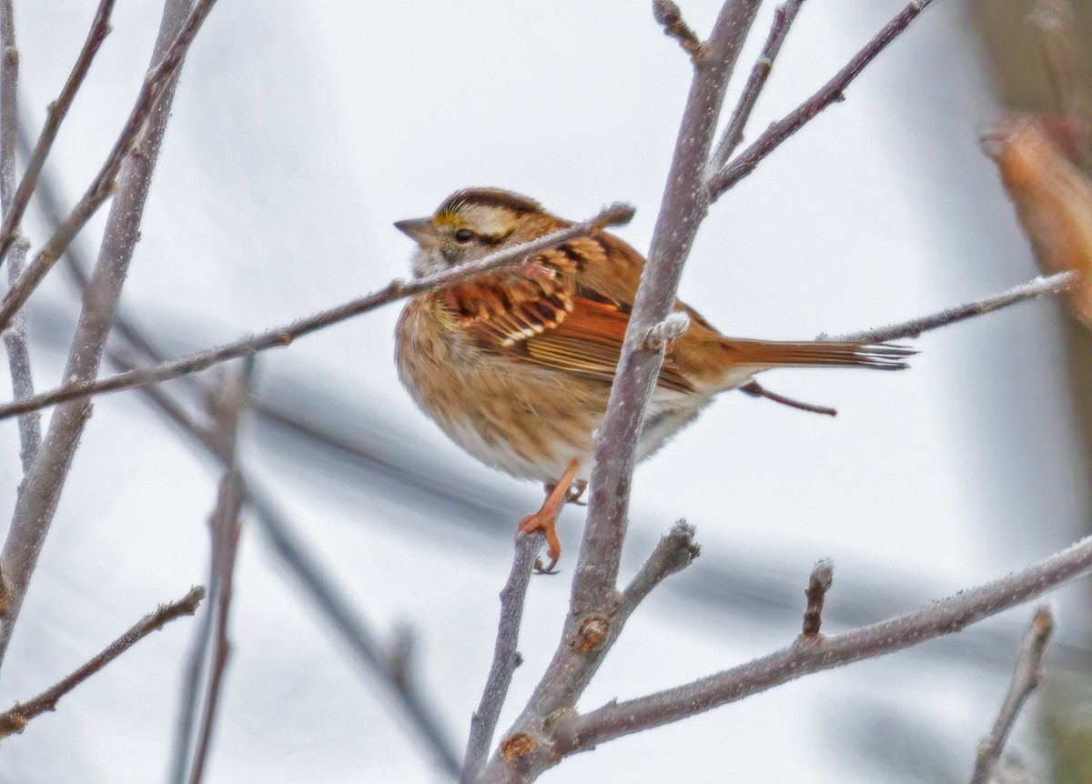 White-throated Sparrow - ML646310017
