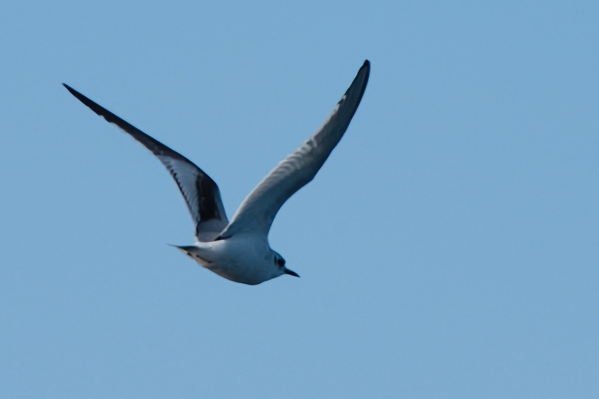 Little Gull - ML646310019