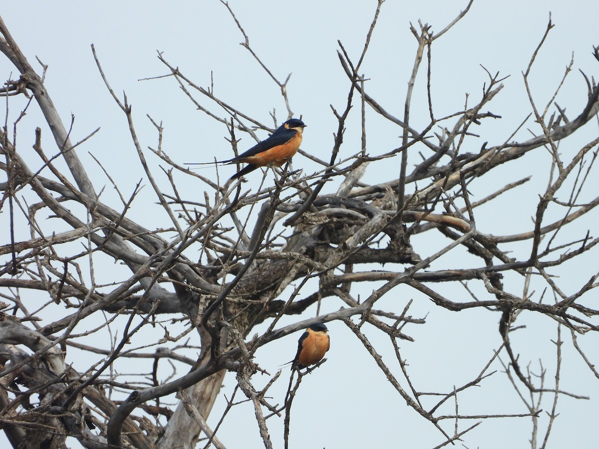 Rufous-chested Swallow - ML646310020