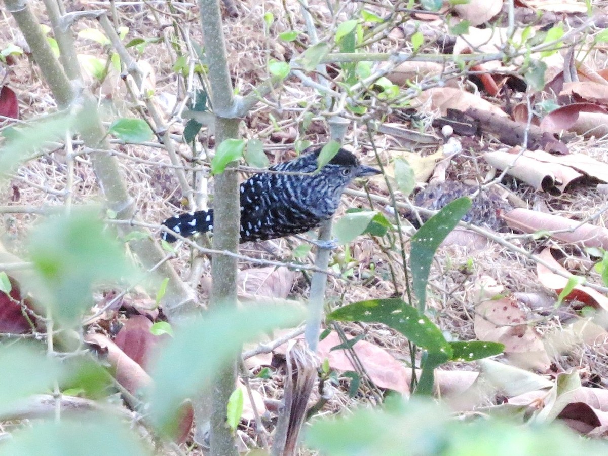 Barred Antshrike - ML646310021
