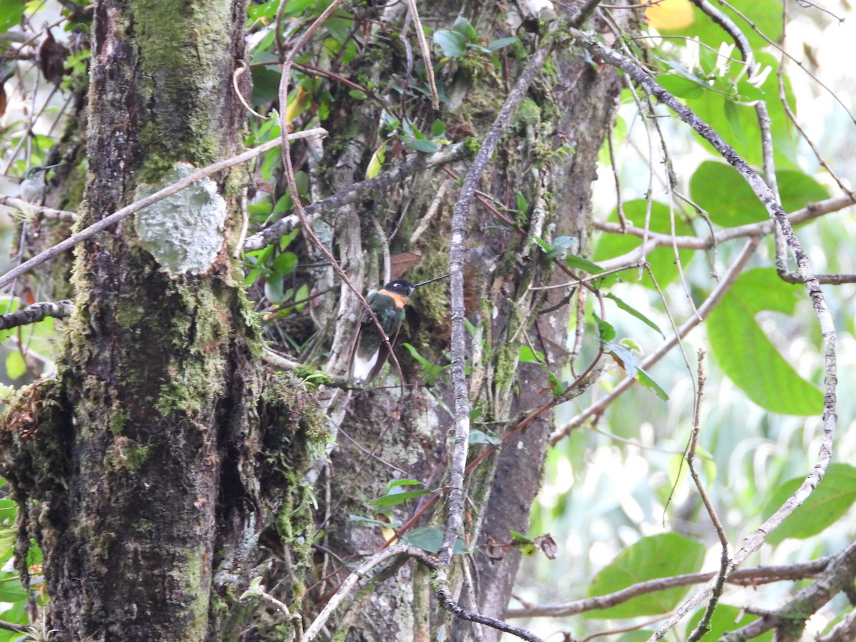 Gould's Inca - ML646310023