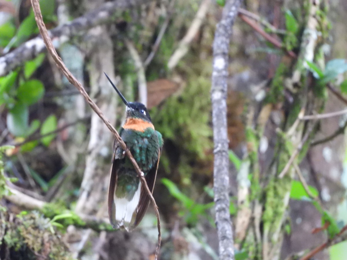 rustbrystinka - ML646310024