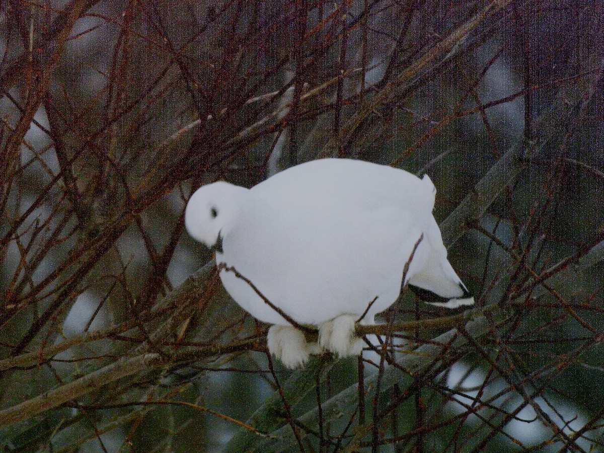 Moorschneehuhn - ML646310027