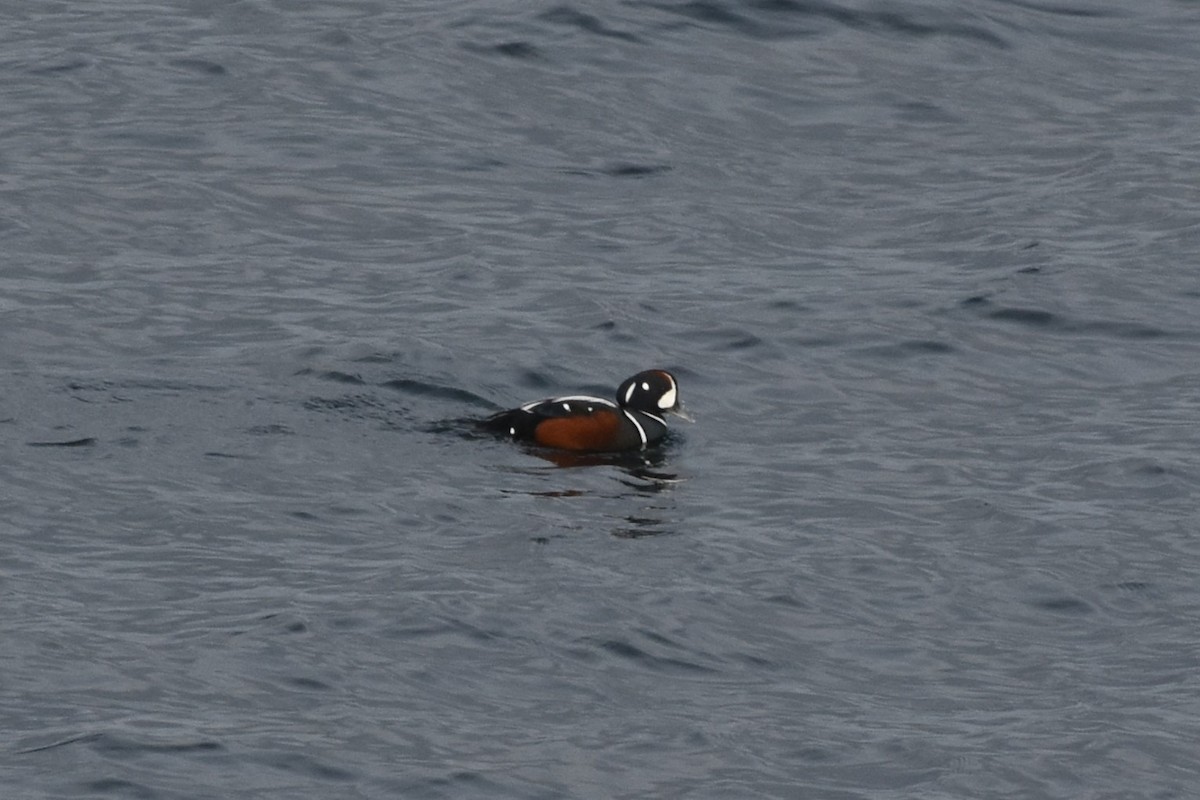 Harlequin Duck - ML646310028