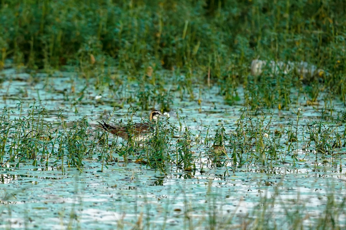 fasanbladhøne - ML646310029