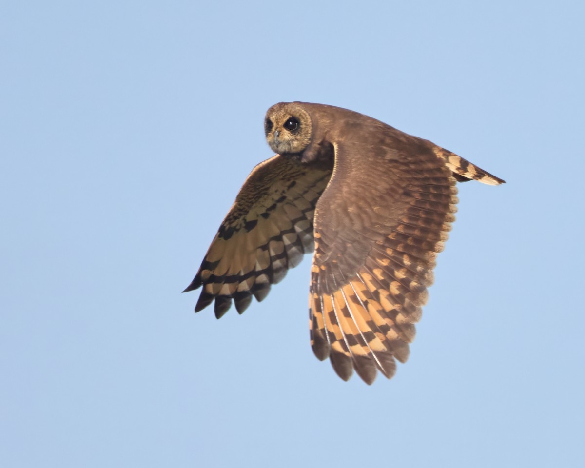 Marsh Owl - ML646310031