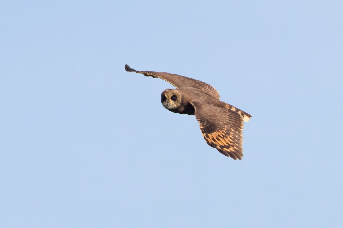 Marsh Owl - ML646310032