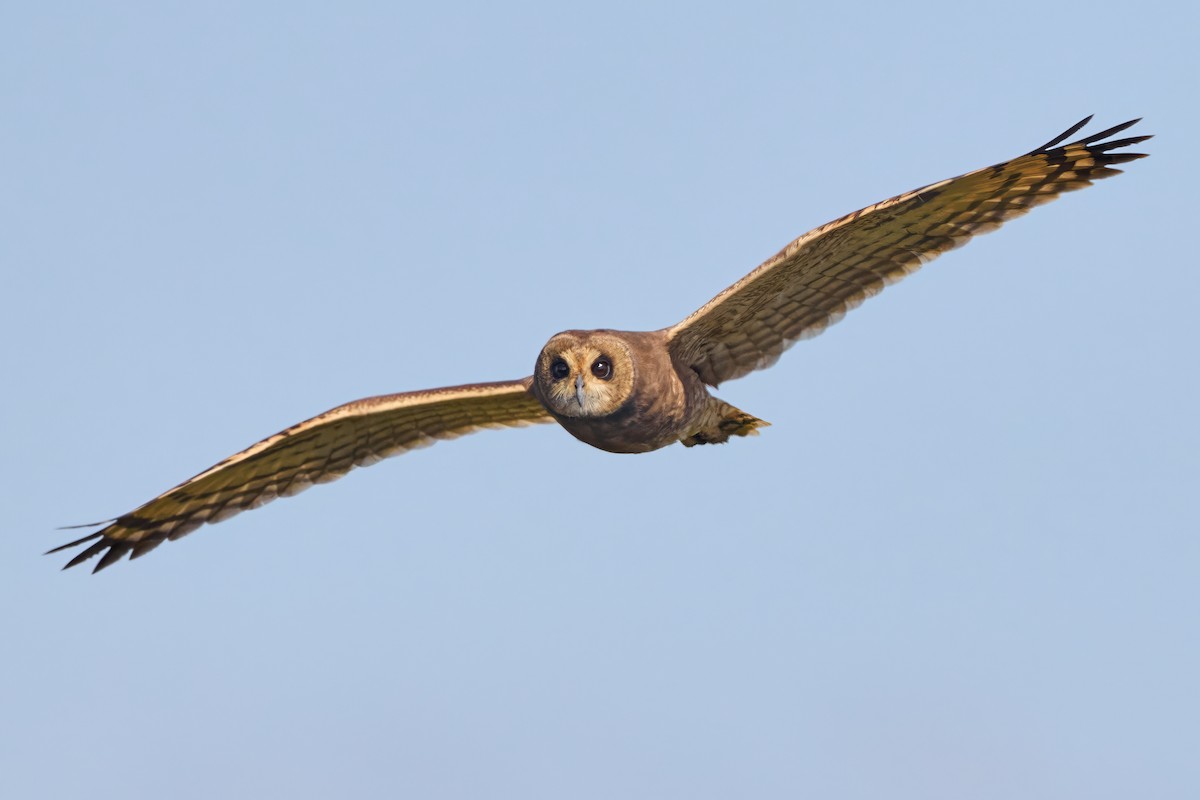 Marsh Owl - ML646310033