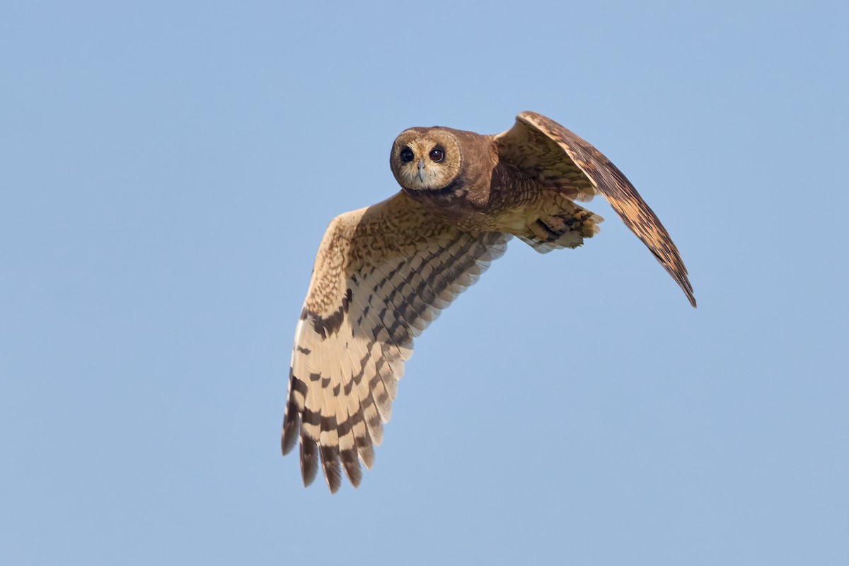Marsh Owl - ML646310034