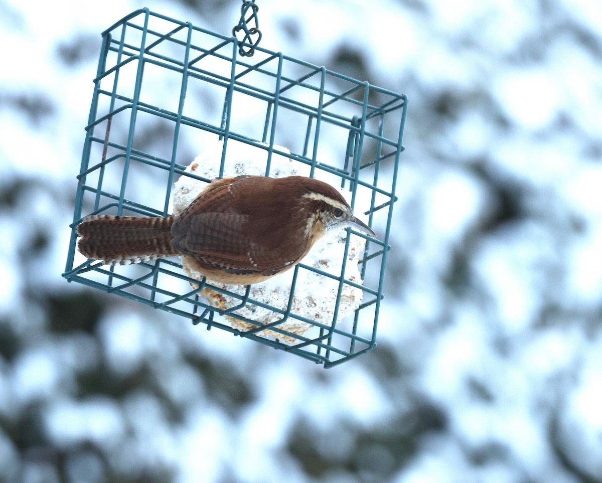 Carolina Wren - ML646310037