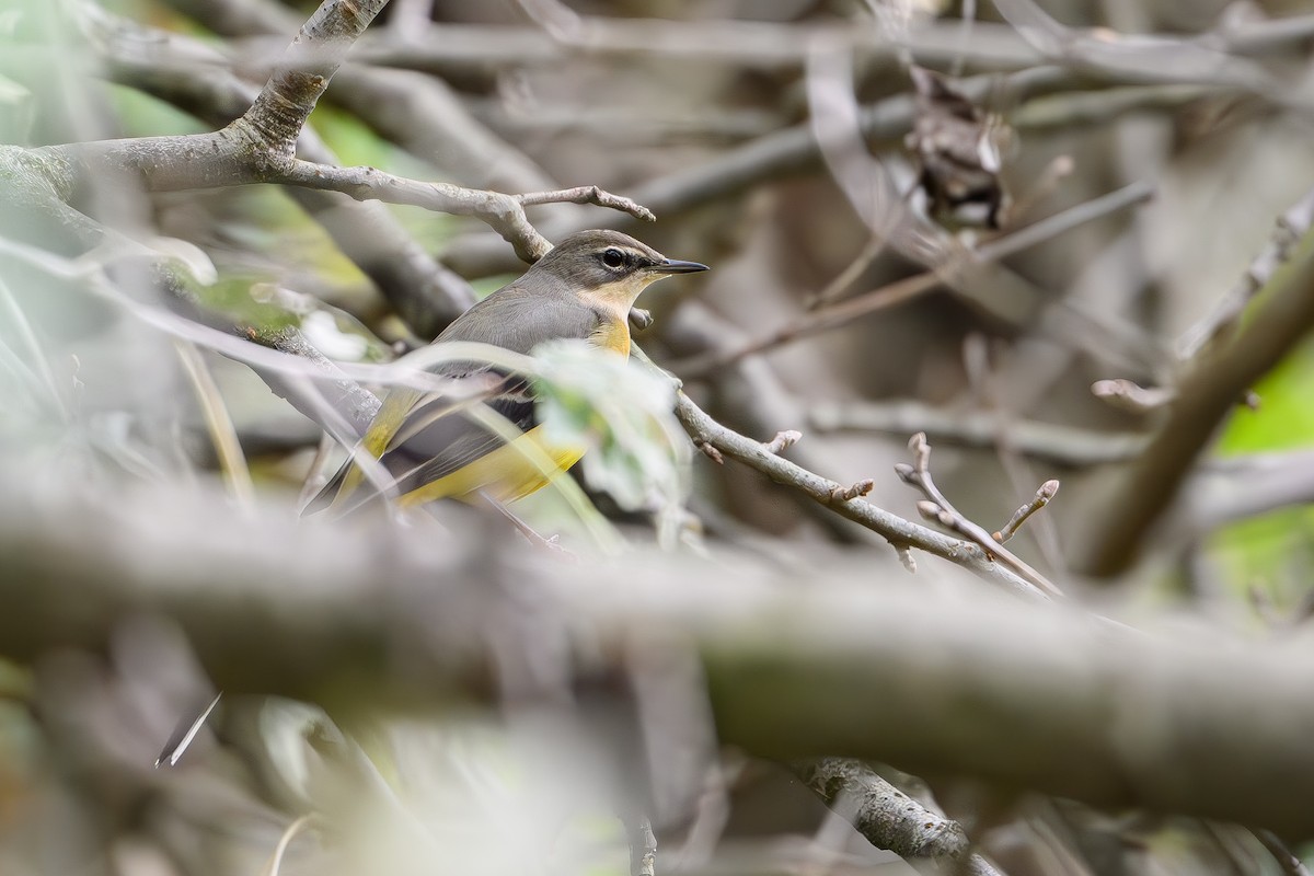 Уулын цэгцгий - ML646310040