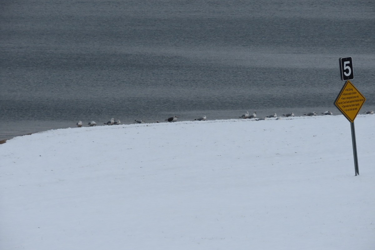 Kaio iluna - ML646310044