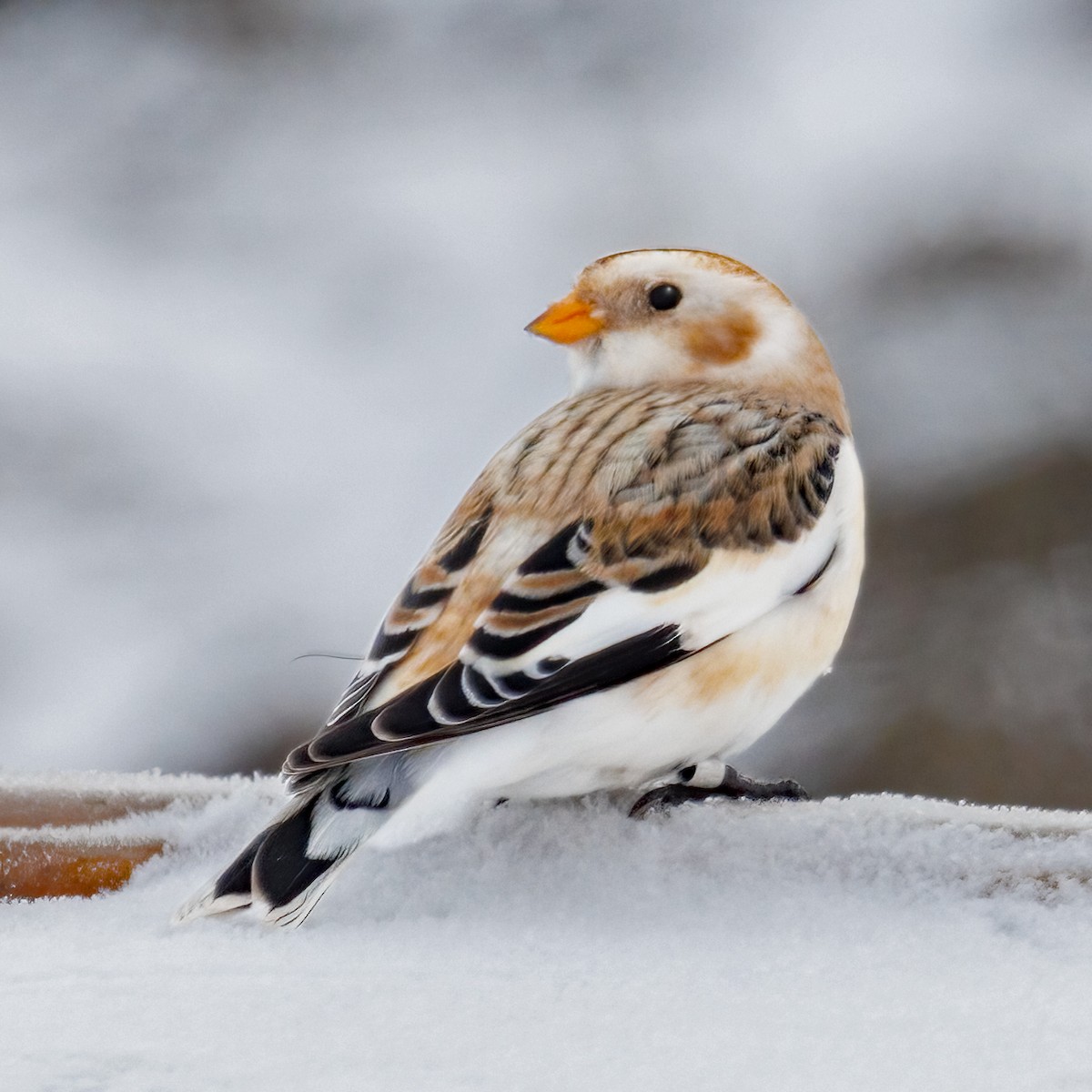 Snow Bunting - ML646310049