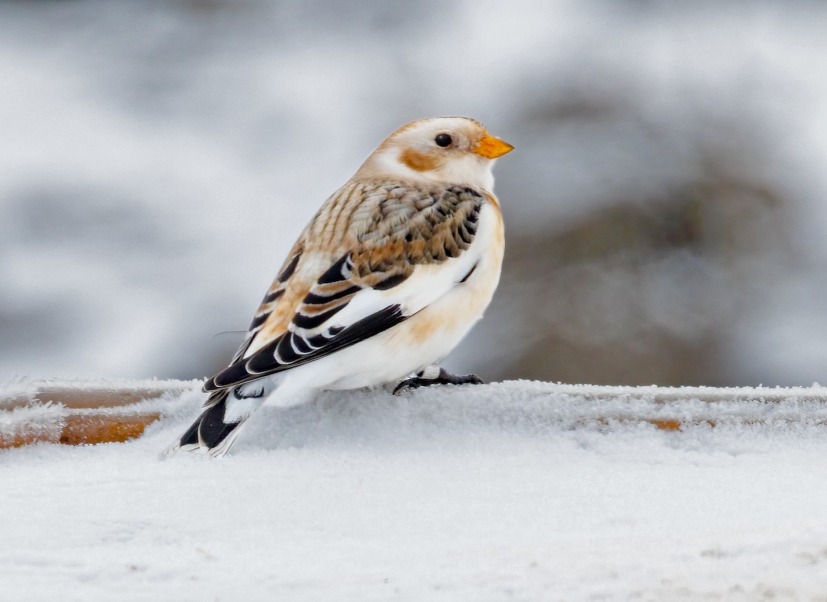 Snow Bunting - ML646310050