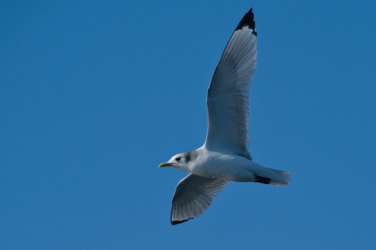 Моевка - ML646310052