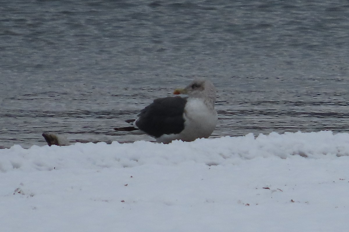 Kaio iluna - ML646310054