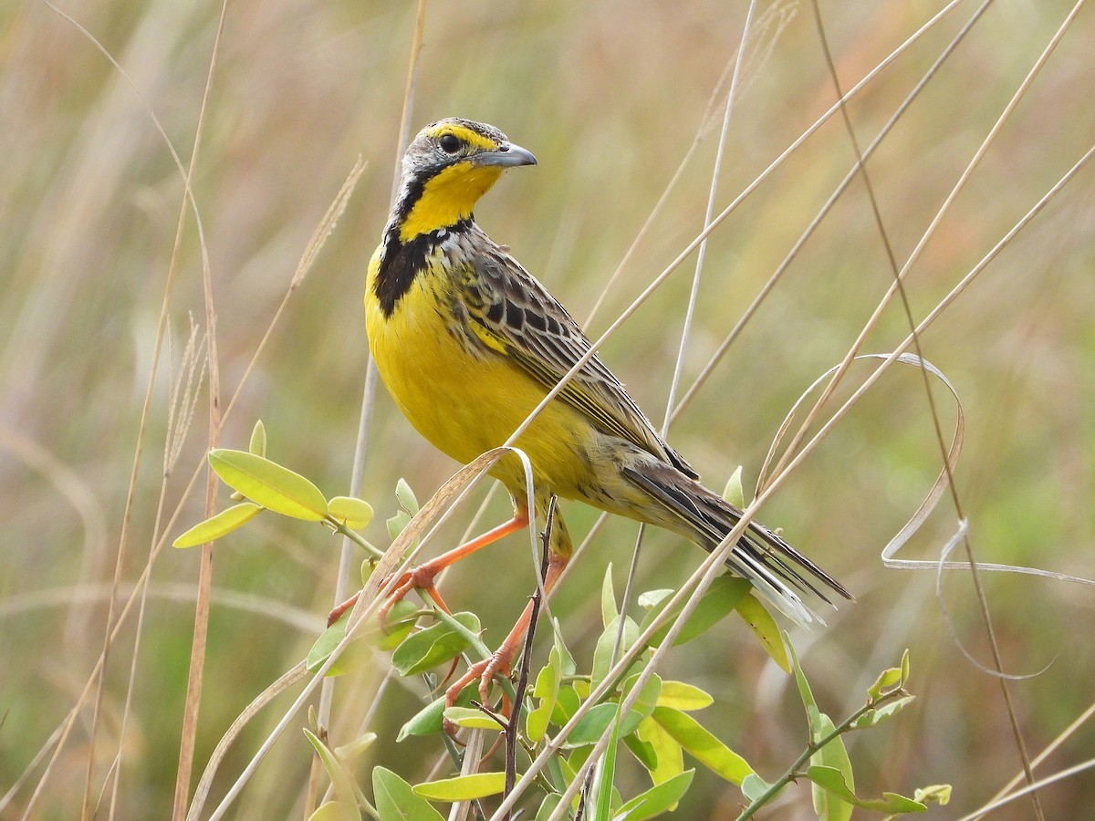 Yellow-throated Longclaw - ML646310055