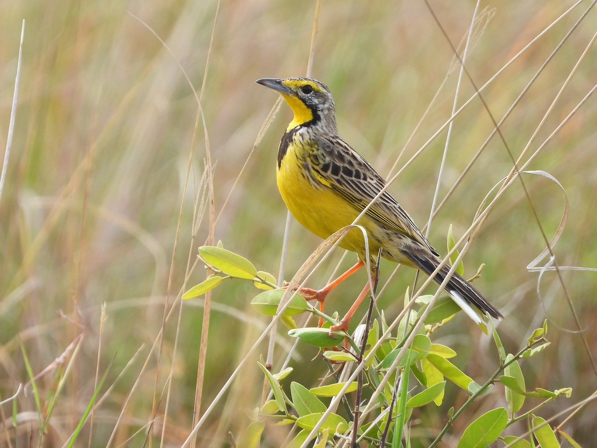 Yellow-throated Longclaw - ML646310056