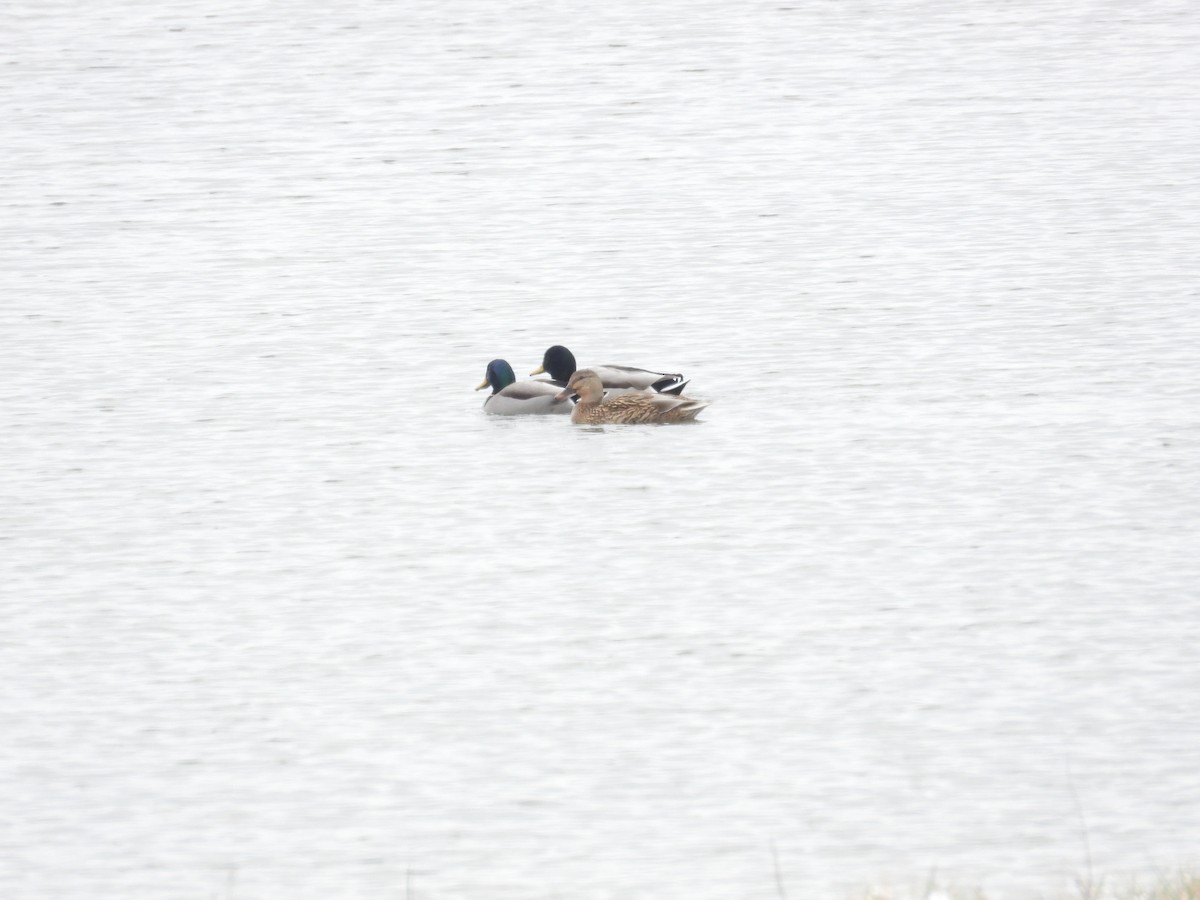 kachna divoká - ML646310057