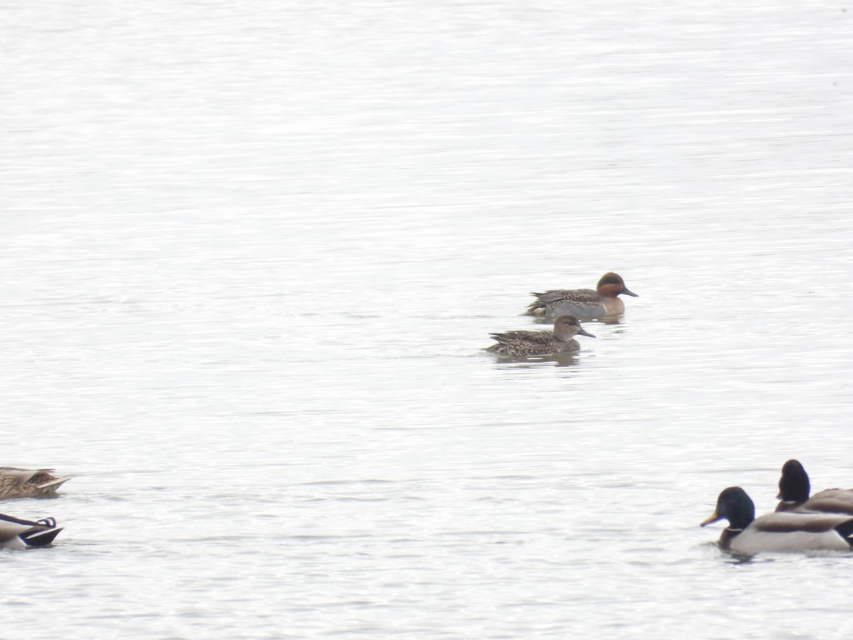 čírka obecná - ML646310060