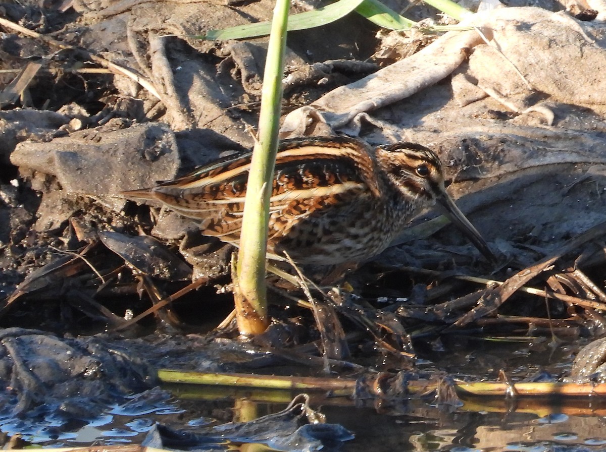 Jack Snipe - ML646310061