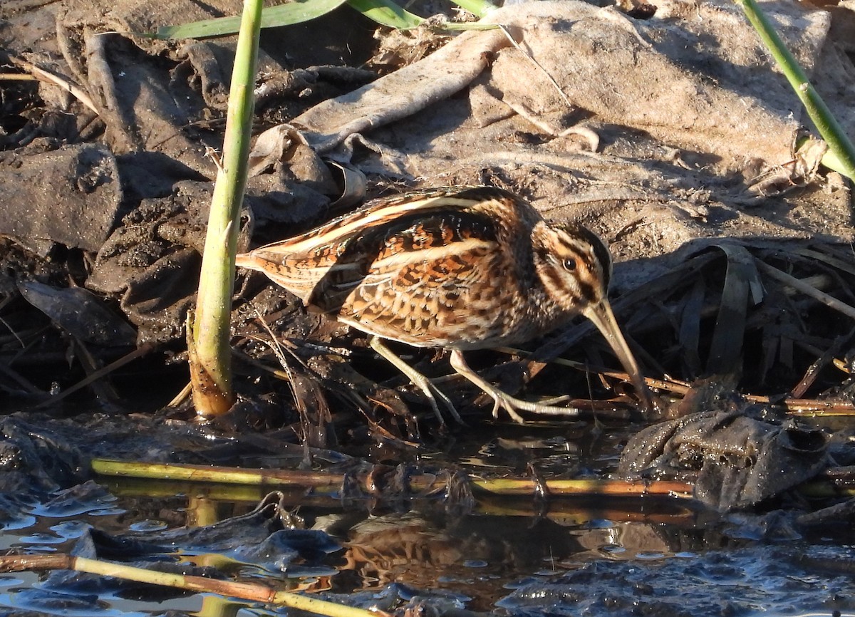Jack Snipe - ML646310062