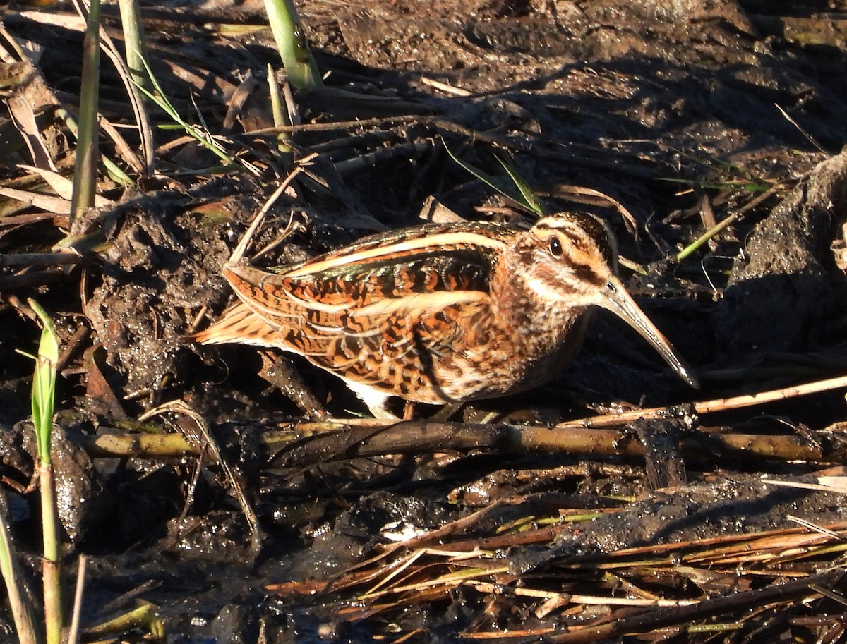 Jack Snipe - ML646310063