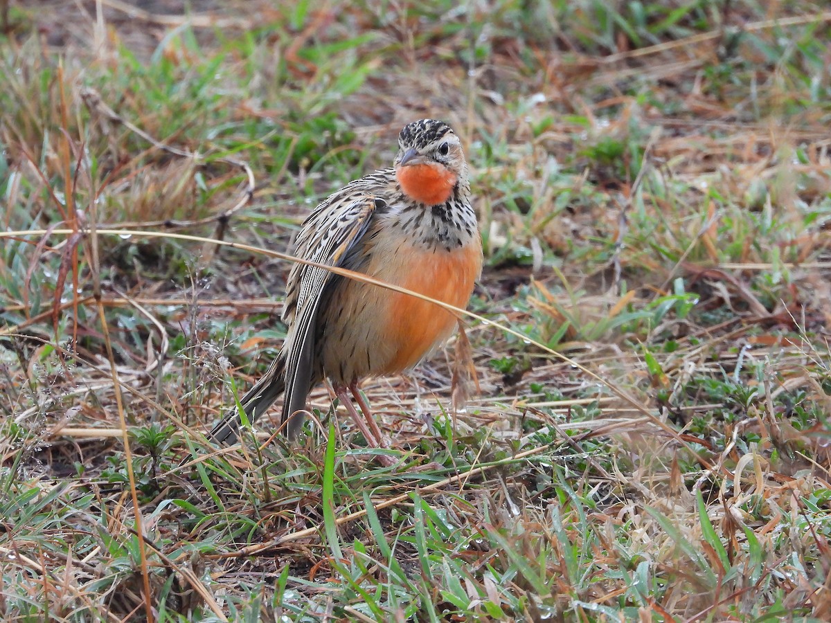 Rosy-throated Longclaw - ML646310064