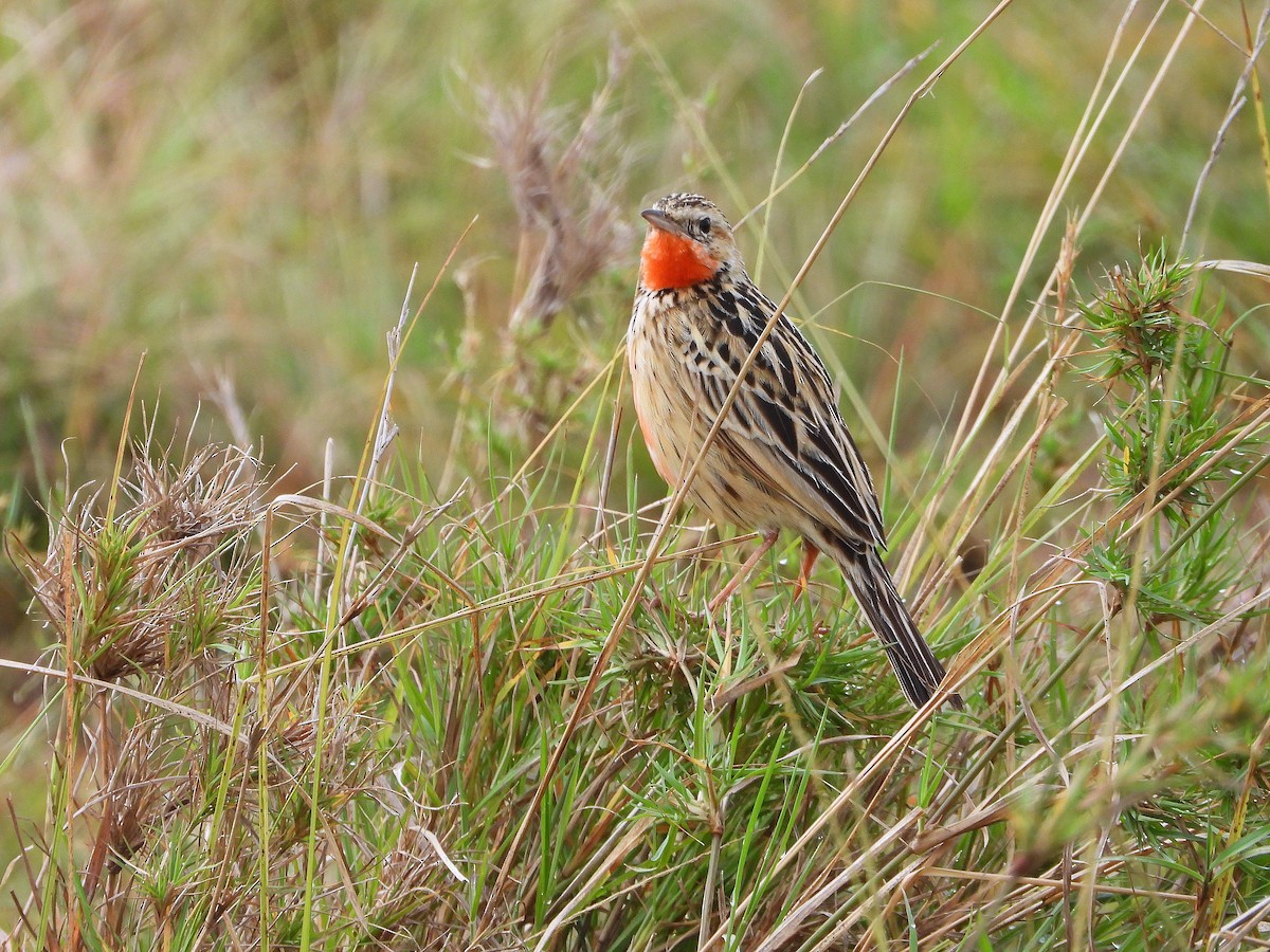 Rosy-throated Longclaw - ML646310065