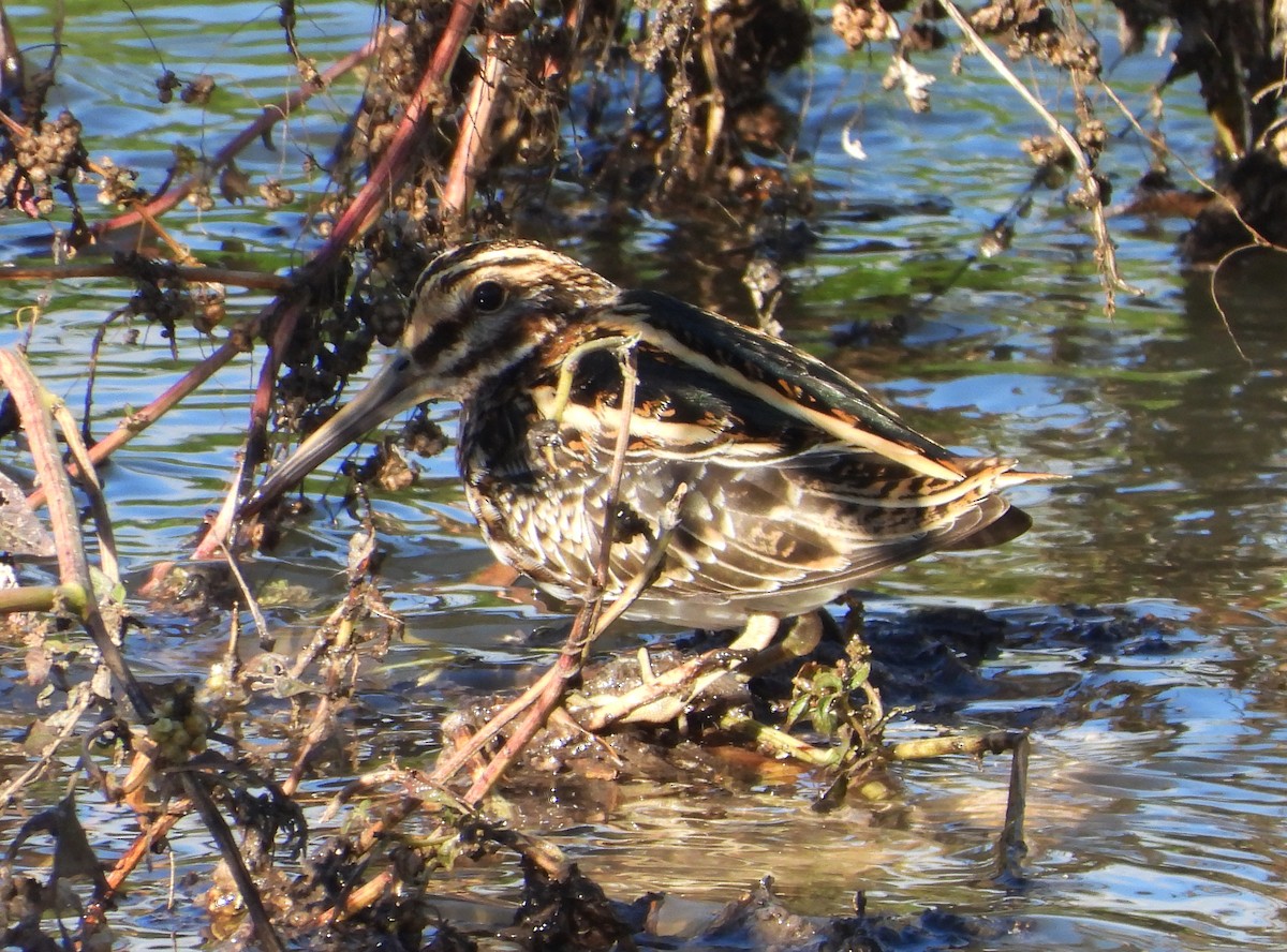 Jack Snipe - ML646310066