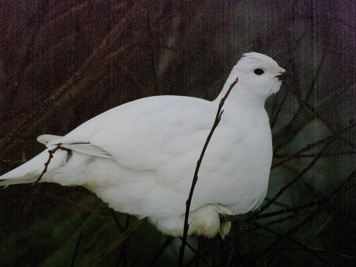 Moorschneehuhn - ML646310071