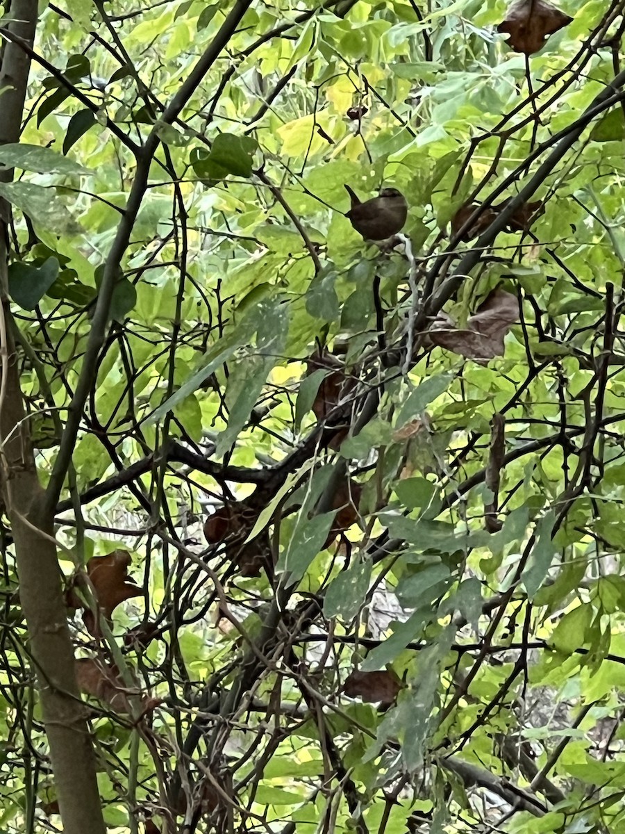 フユミソサザイ - ML646310072