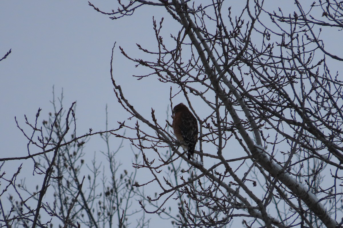 Red-shouldered Hawk - ML646310073