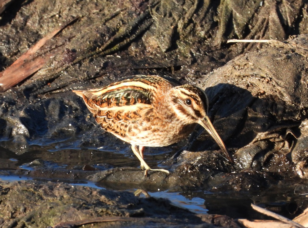 Jack Snipe - ML646310074