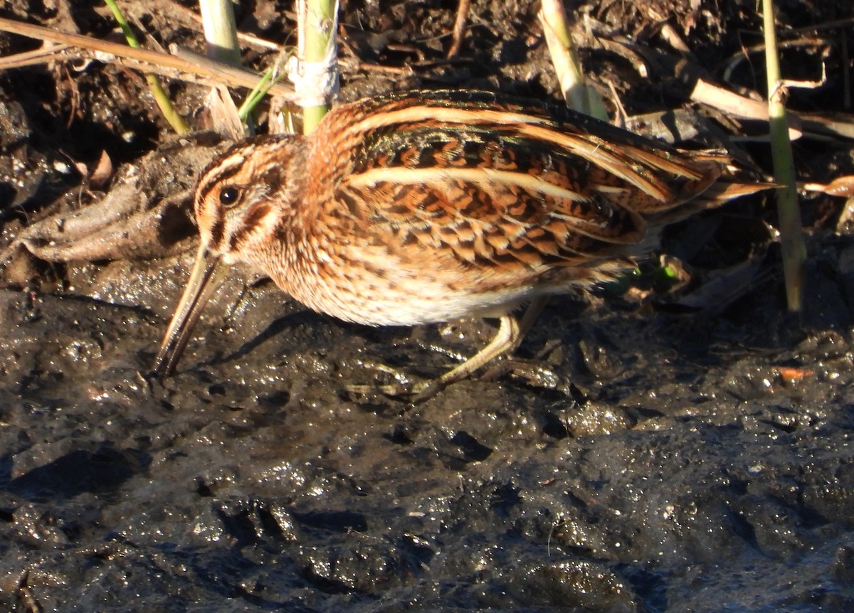 Jack Snipe - ML646310076