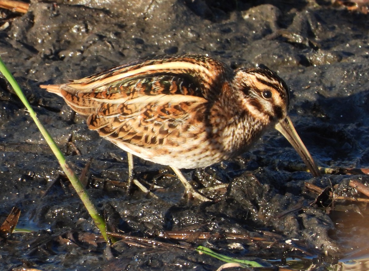 Jack Snipe - ML646310077