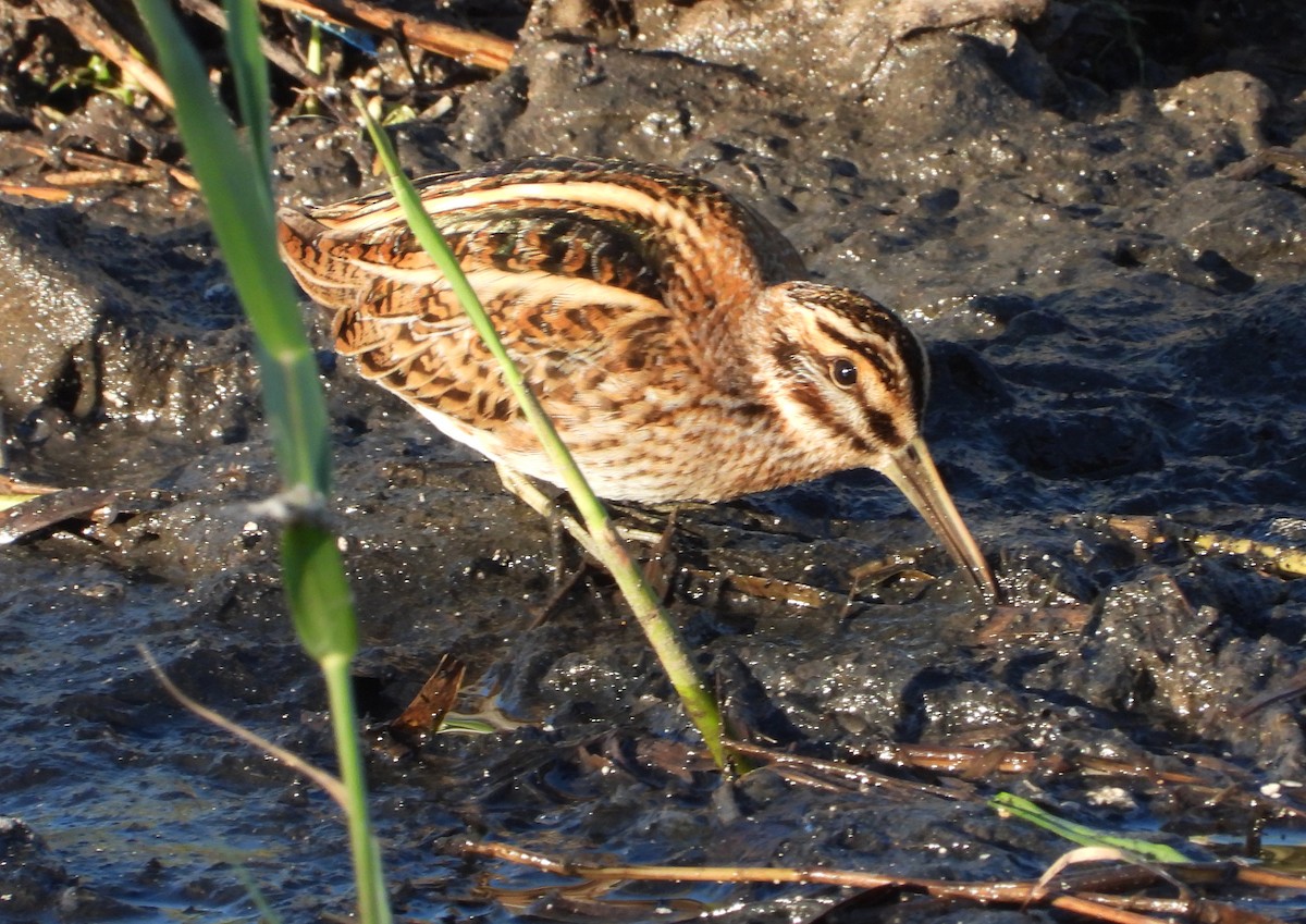 Jack Snipe - ML646310078