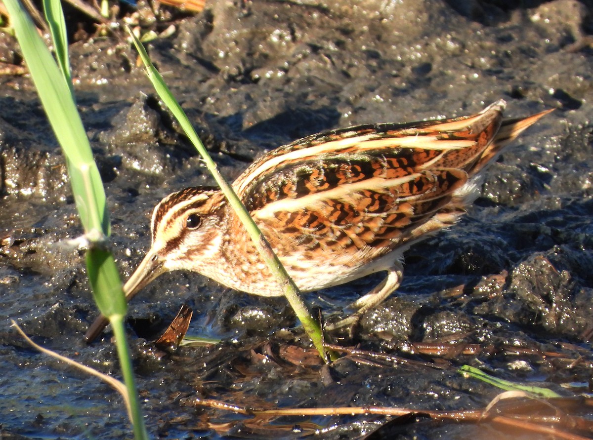 Jack Snipe - ML646310079