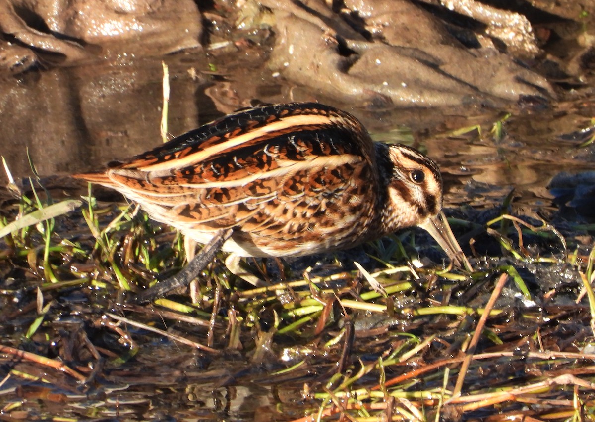 Jack Snipe - ML646310080