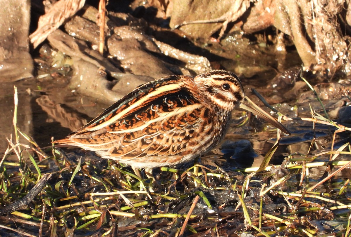 Jack Snipe - ML646310091