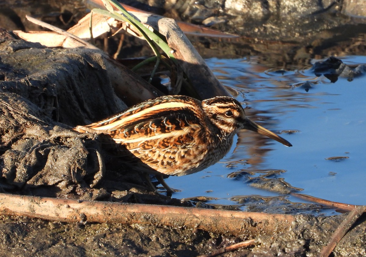 Jack Snipe - ML646310092