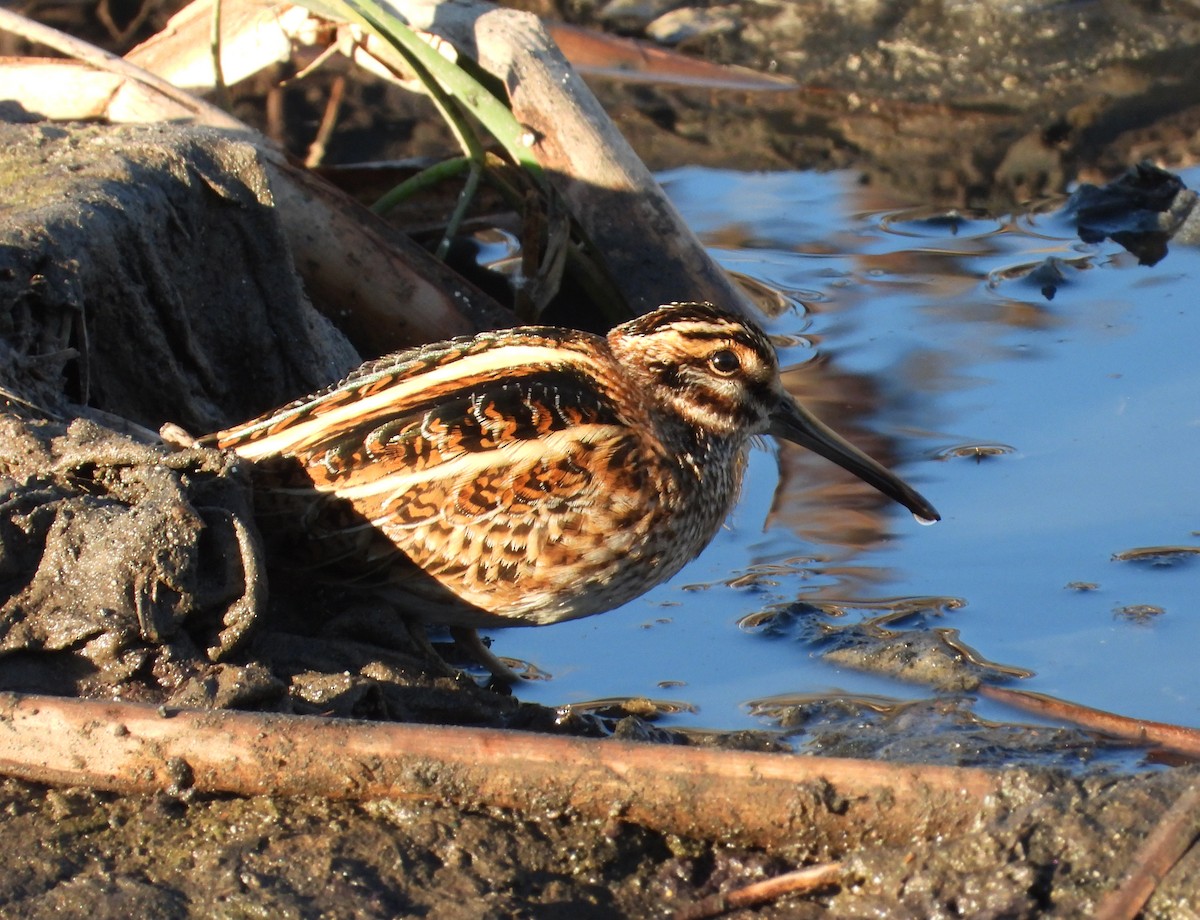 Jack Snipe - ML646310093