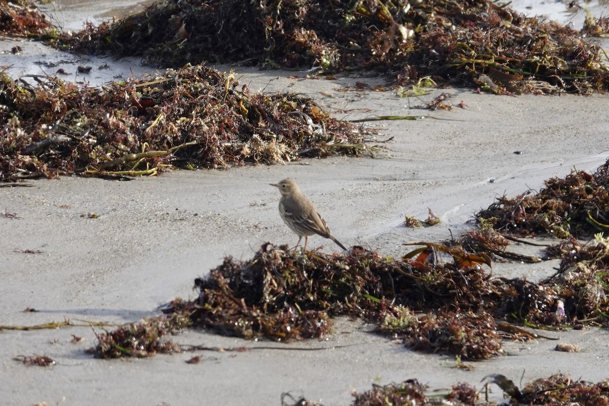 linduška tundrová - ML646310094