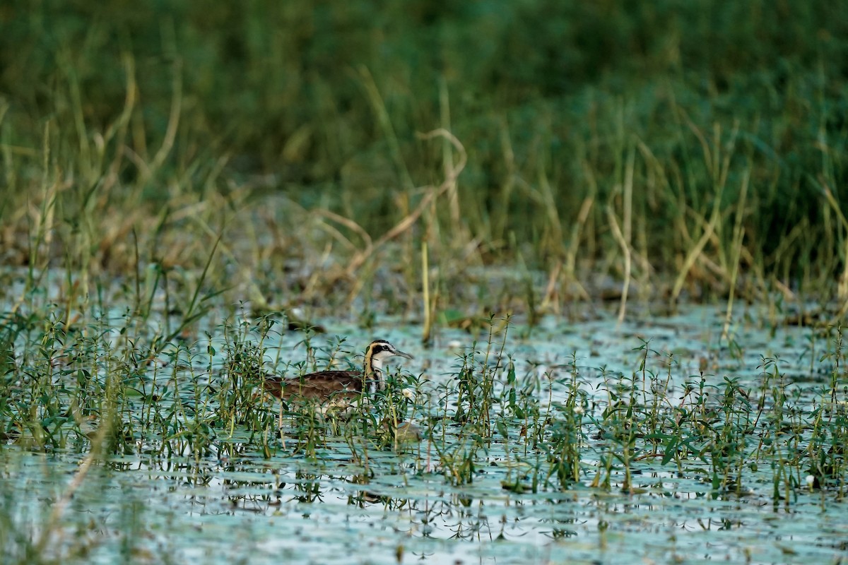 fasanbladhøne - ML646310097