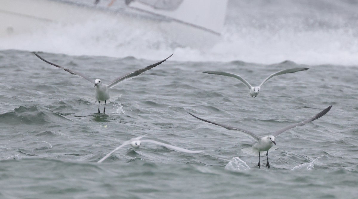 Gabbiano sghignazzante - ML646310098