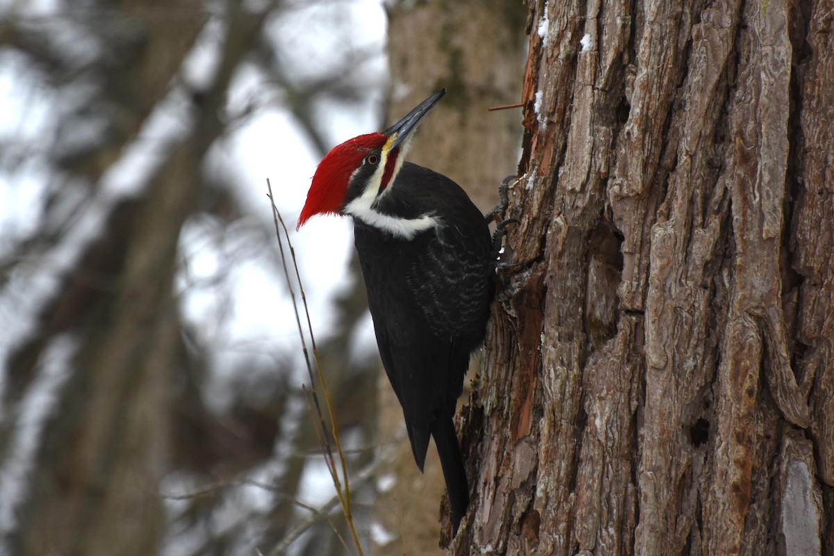 Pileated Woodpecker - ML646310099