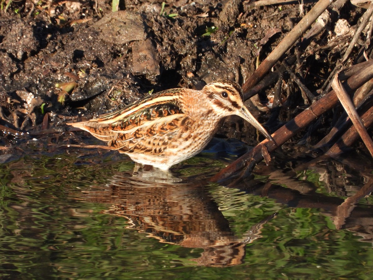 Jack Snipe - ML646310100